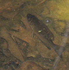 Centrarchus macropterus