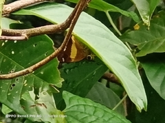 Hasora schoenherr chuza