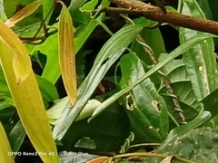 Hasora schoenherr chuza