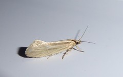 Tingena chloradelpha