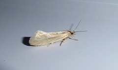 Tingena chloradelpha