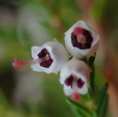 Erica inconstans