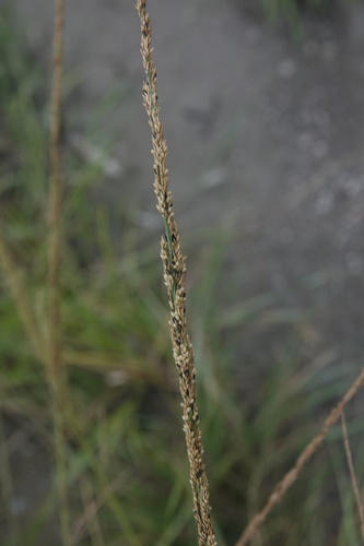 Sporobolus fertilis