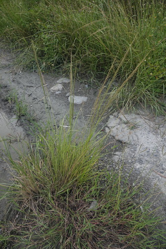 Sporobolus fertilis