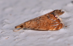 Glaucocharis leucoxantha