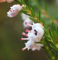 Erica inconstans