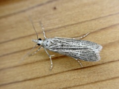 Eudonia atmogramma