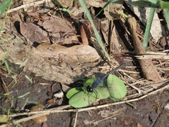 Erythrodiplax berenice