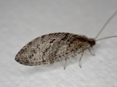 Wesmaelius subnebulosus