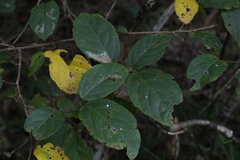 Mallotus claoxyloides