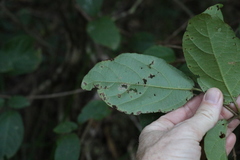 Mallotus claoxyloides