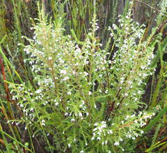 Erica inconstans