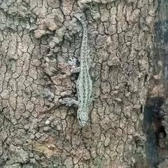 Lygodactylus gutturalis