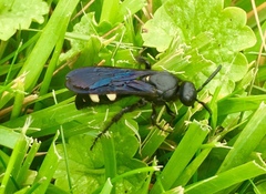 Pygodasis quadrimaculata