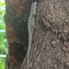 Lygodactylus gutturalis