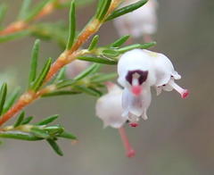 Erica inconstans