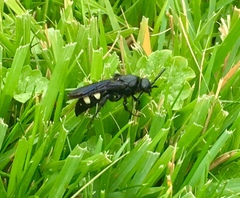 Pygodasis quadrimaculata