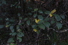 Mallotus claoxyloides