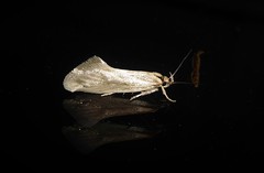 Tingena chloradelpha