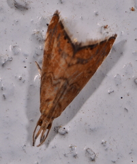 Glaucocharis leucoxantha