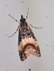 Eudonia chlamydota