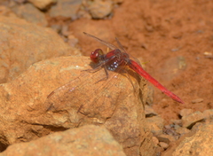 Diplacodes haematodes