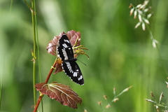 Neptis rivularis