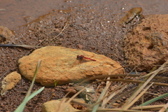Diplacodes haematodes
