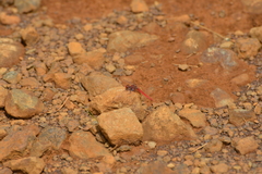 Diplacodes haematodes