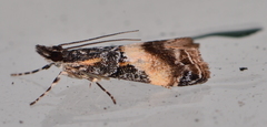 Eudonia chlamydota