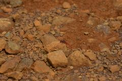 Diplacodes haematodes