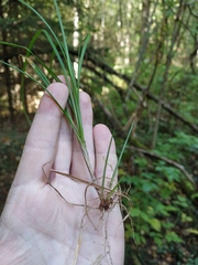 Carex elongata