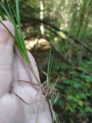 Carex elongata