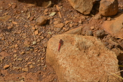 Diplacodes haematodes