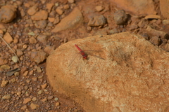 Diplacodes haematodes