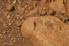 Diplacodes haematodes