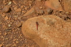 Diplacodes haematodes