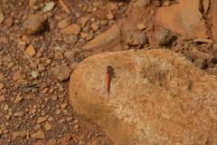Diplacodes haematodes