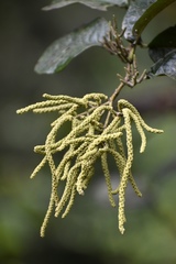 Alnus nepalensis