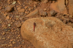 Diplacodes haematodes