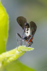 Campyloneurus
