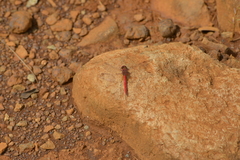 Diplacodes haematodes