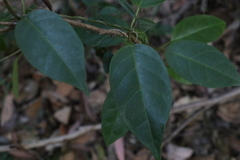 Vincetoxicum polyanthum