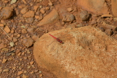Diplacodes haematodes