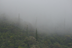 Araucaria montana