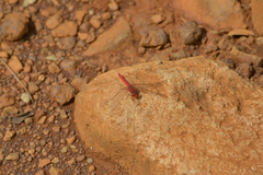 Diplacodes haematodes