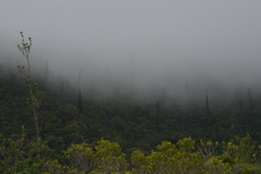 Araucaria montana