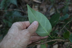 Vincetoxicum polyanthum