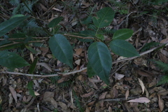 Vincetoxicum polyanthum