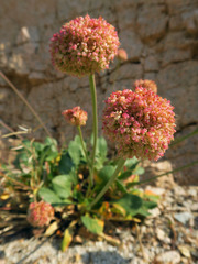Eriogonum latens